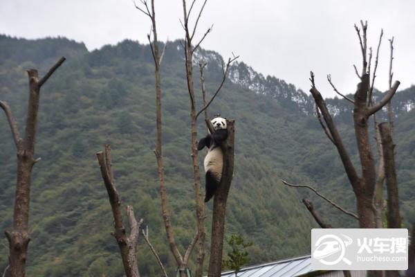 2018年国庆长假卧龙特区-耿达熊猫基地游玩31