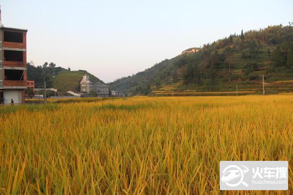 金秋雁荡山楠溪江茗岙梯田行（2014年）29